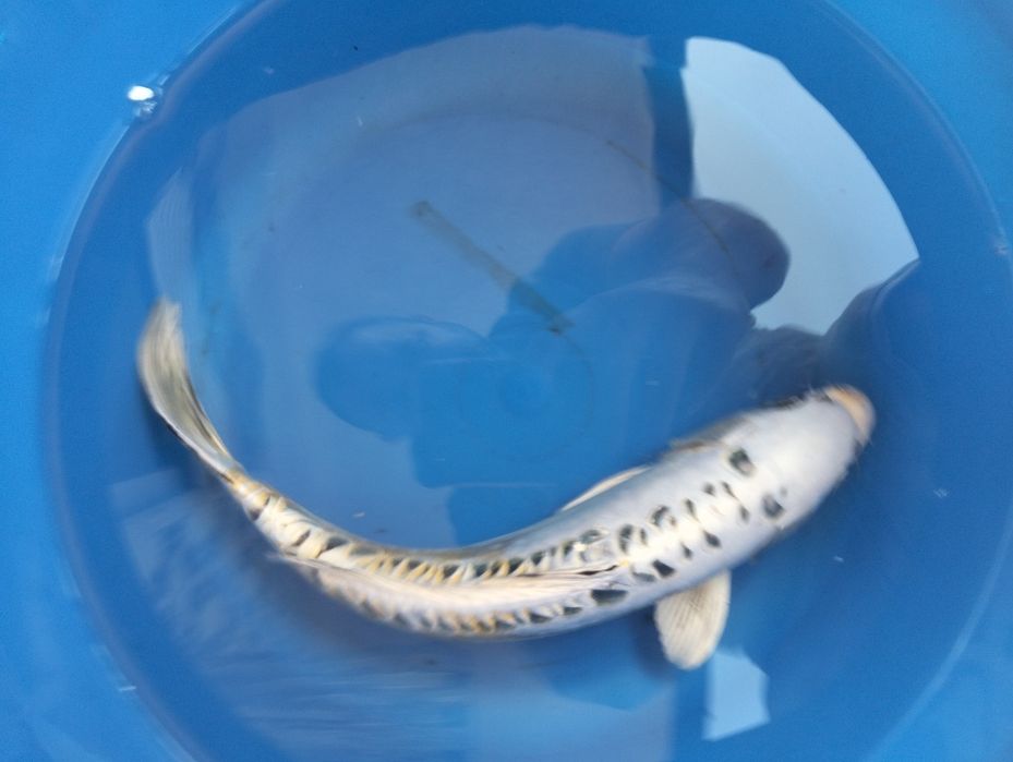 Carpa koi premiumi doitsu 35cm