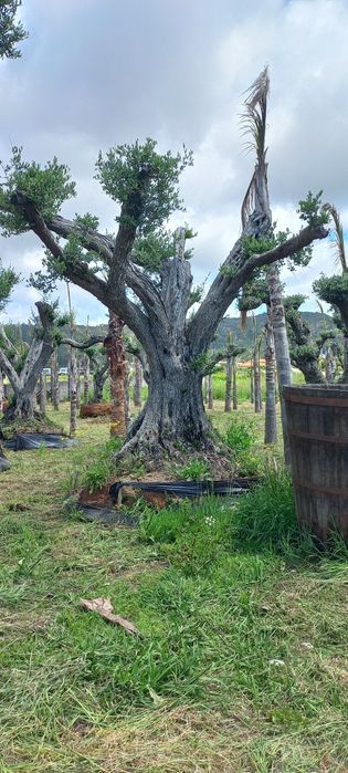 Oliveiras Ornamentais