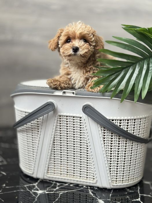 Цуценята мальтіпу, ідеальний розмір для квартири. Чарівна крихітка ф 1