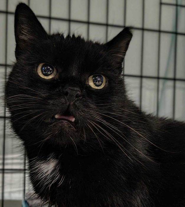 Nieśmiała Łapka szuka domu stałego