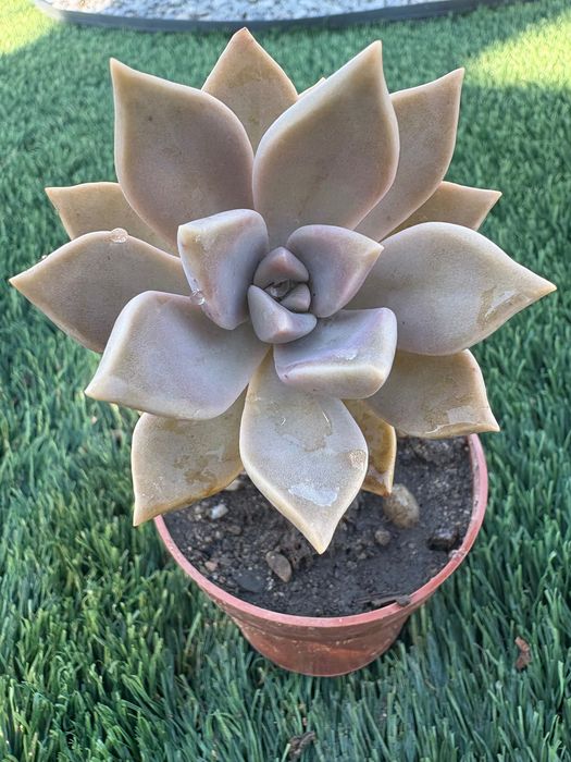 Echeveria pulvinata,,Ruby’’; Echeveria pulvinata Frosty’’; Echeveria ,,Melaco’’;Agavoides; Graptoveria,,Fred Eyves’’; Sedeveria Letizia- preço 1€