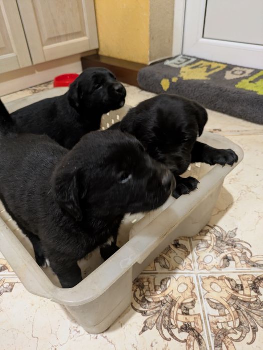 Лабрадор  дівчата