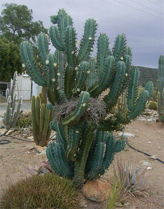 cactus para crescimento