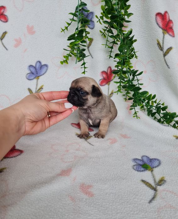 Estupendo menino Pug Carlin Beje de Qualidade