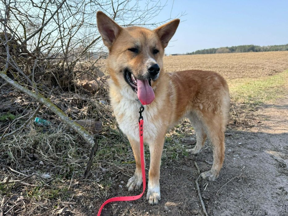 Samiec 2 lat szuka domu