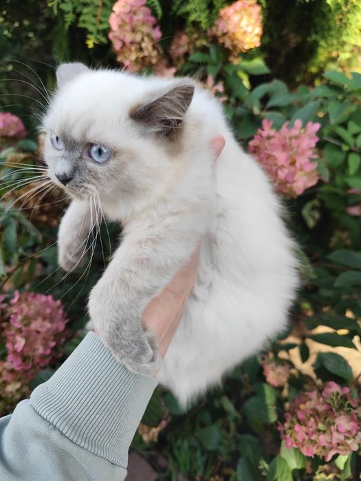 Kot brytyjski mix ragdoll kotka blue mitted