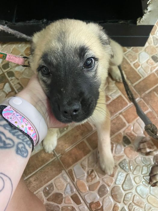 Cadelinha bebe sem raça definida