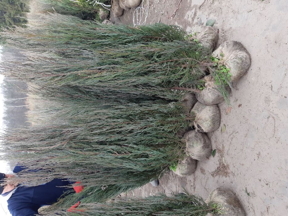 Jałowiec Blue Arrow 160cm