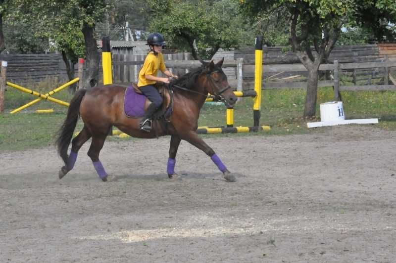 Оренда стайні на 12 денників.