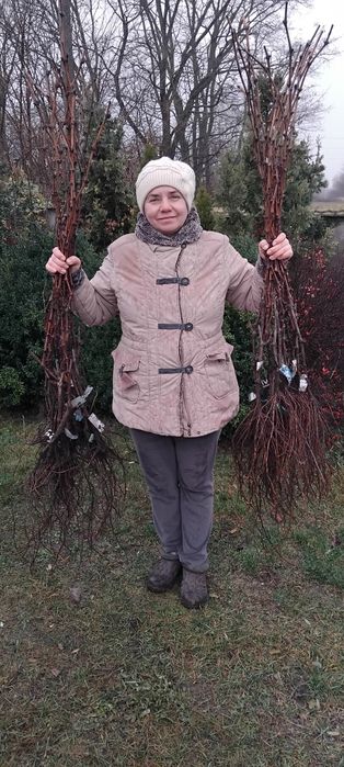 Саджанці винограда весна  2026. Киш Миш, Столовий