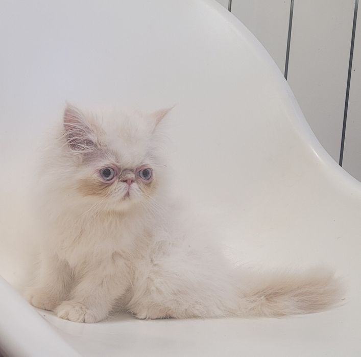 Gatinho persa macho