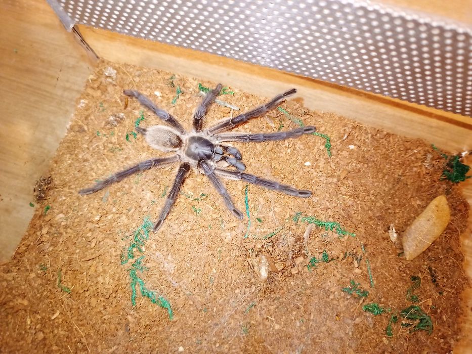 Monocentropus balfouri 5c/samiec