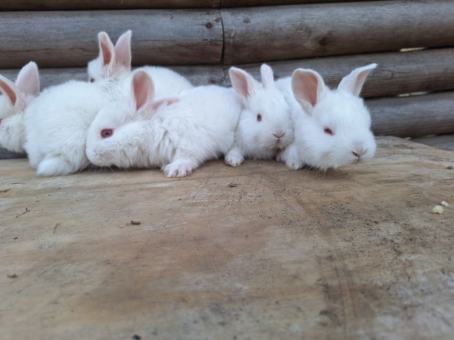 Кролі породи тармони