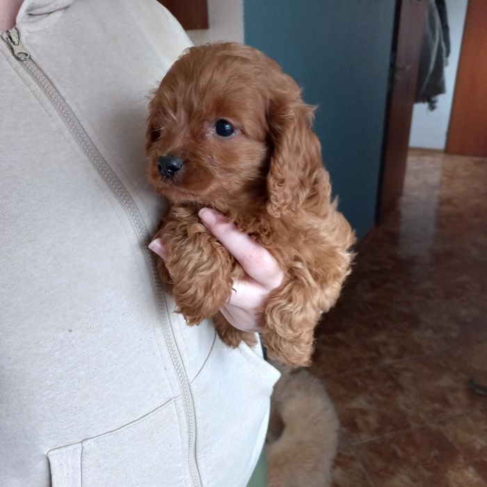Słodki piesek Cavapoo