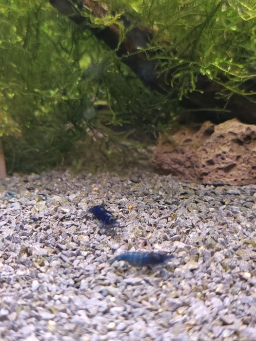 Krewetki blue velvet