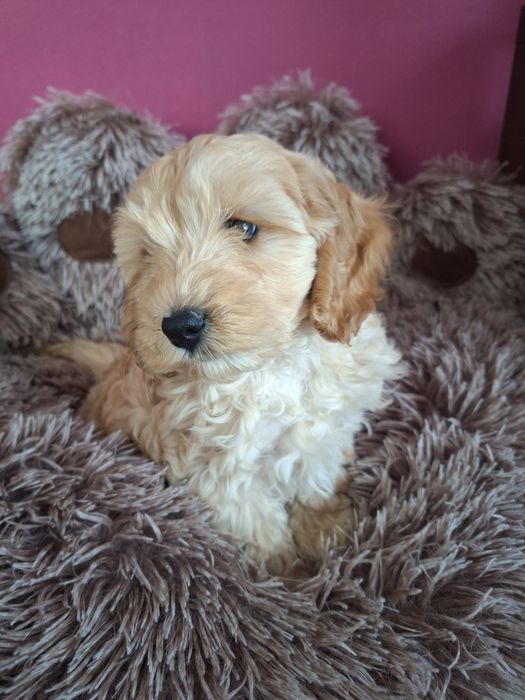 Szczeniak cockapoo
