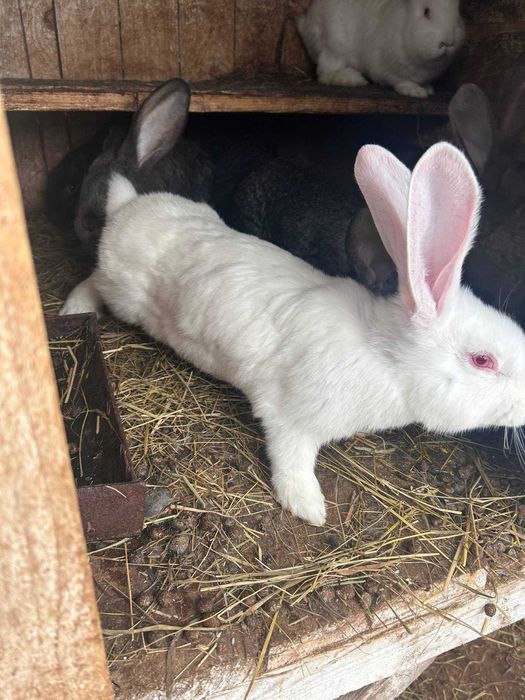 Крілики великани.