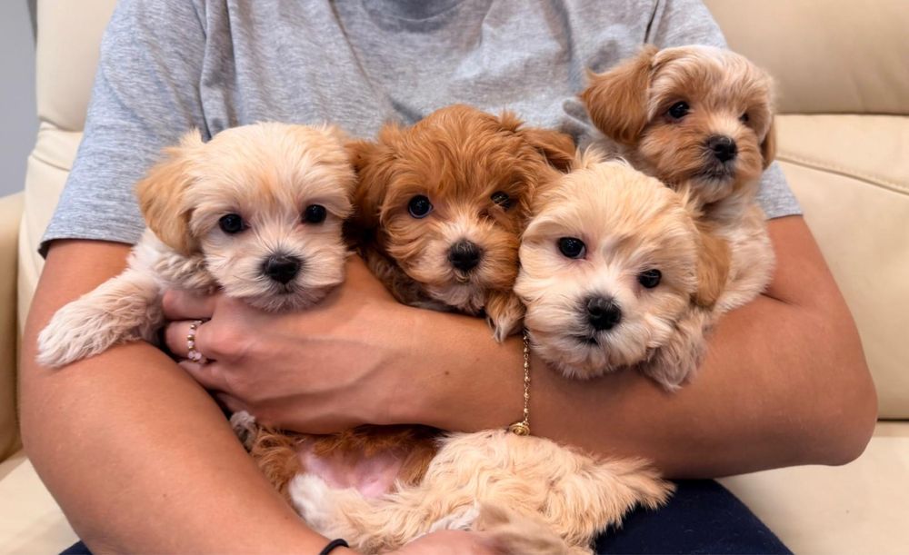 Maltipoo szukają nowego domu