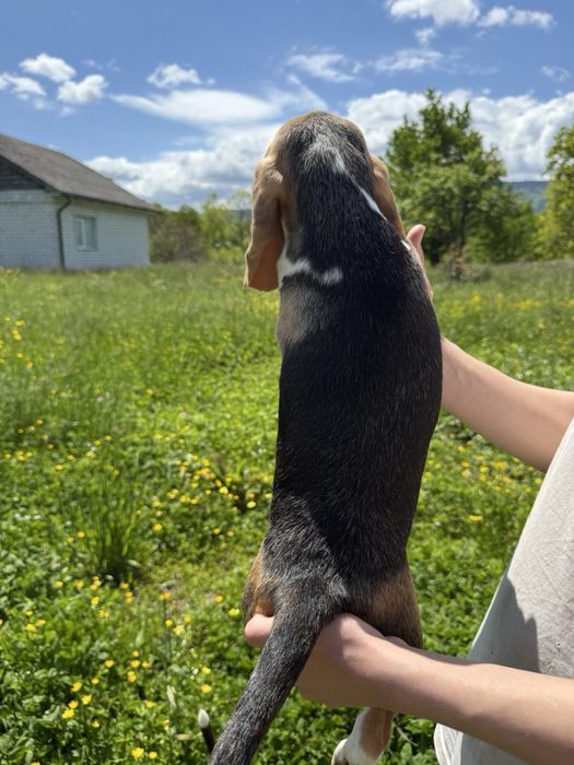Цуценята бігля в найкращі родини, хлопчики та дівчатка