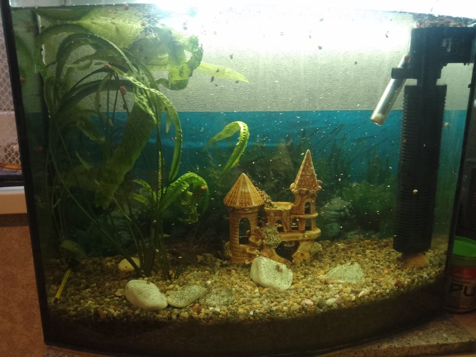 Продам акваріум повний комплект. з рибками два сомики і пару малих роб