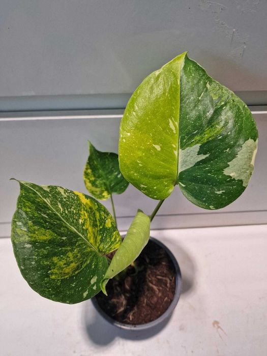 Monstera Thai Tricolor Miracle