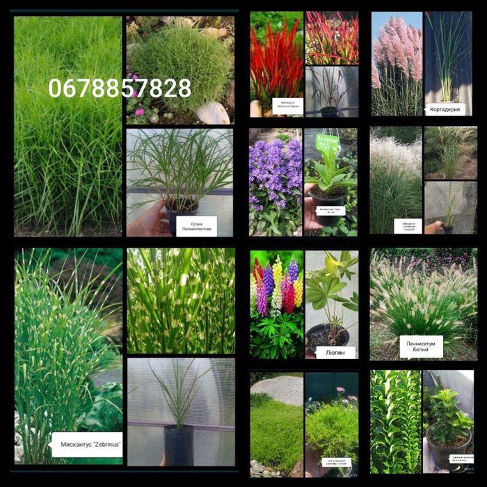 Клубника/малина/кортадерия/хризантема и другие растения