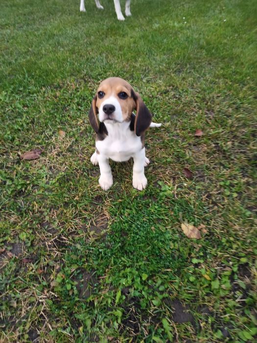 Бігль чистокровні .