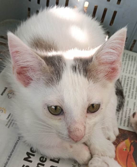 Gatinhos bebés para adoção responsável