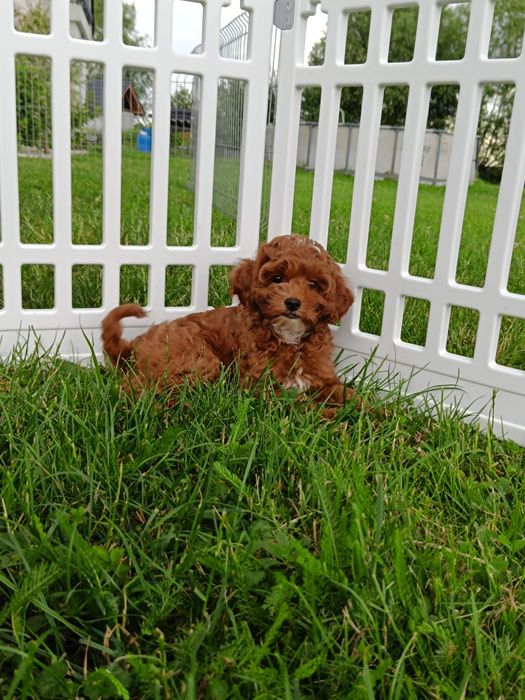 Cavapoo  chłopak