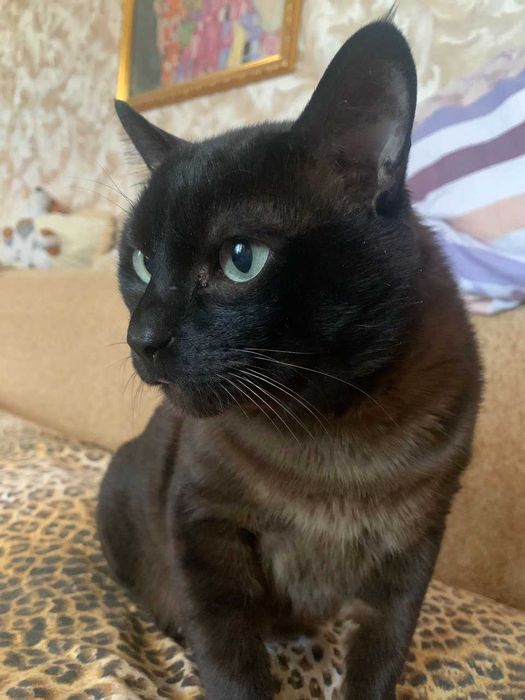 Тонкинез Зевс. Вязка. Порода кошки не принципиально