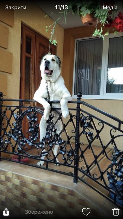 Алабай- собака 6 років