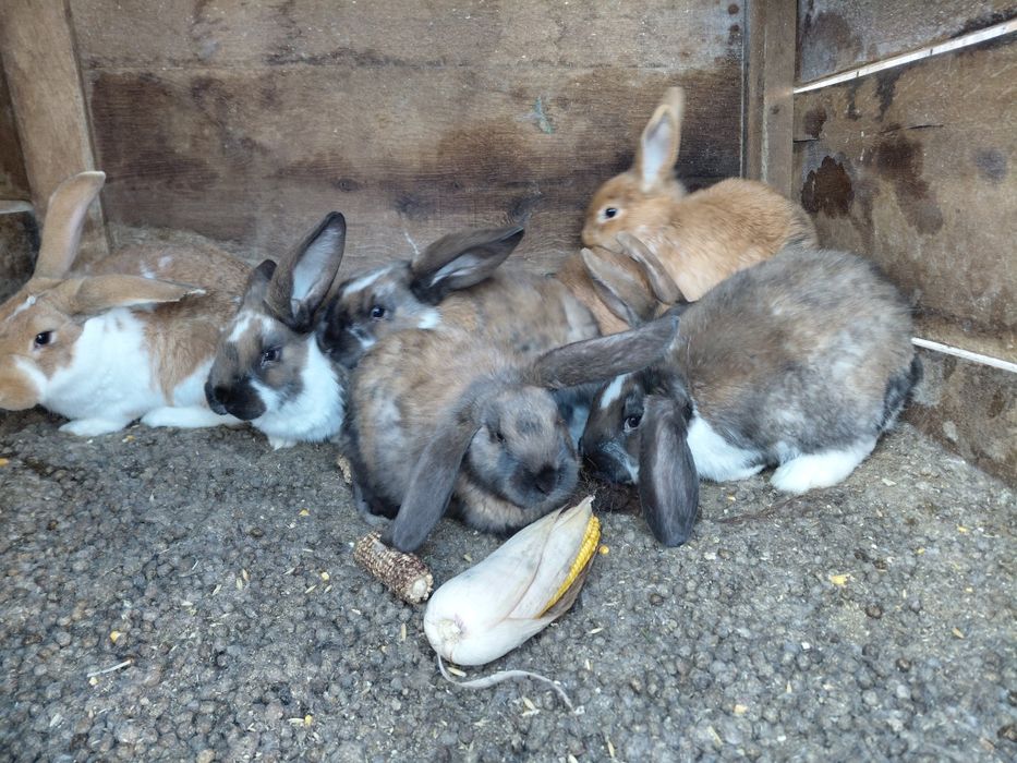 Продам кроликів  французький баран