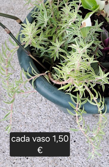 Pote em estanho puro 95%