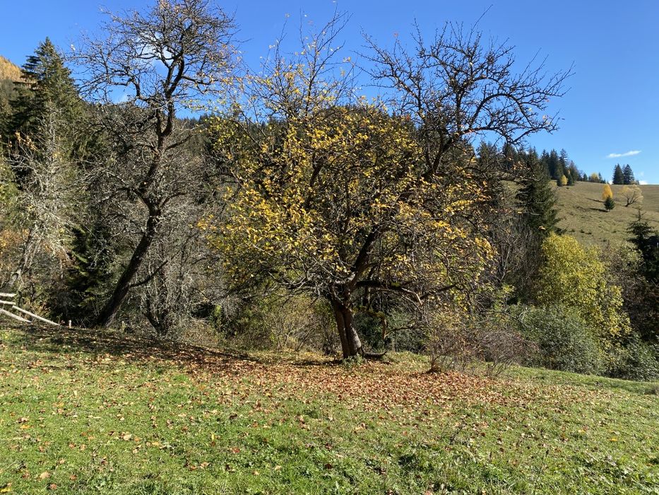 З двох сторін потічки. З трьох сторін дерева. Гарний заїзд