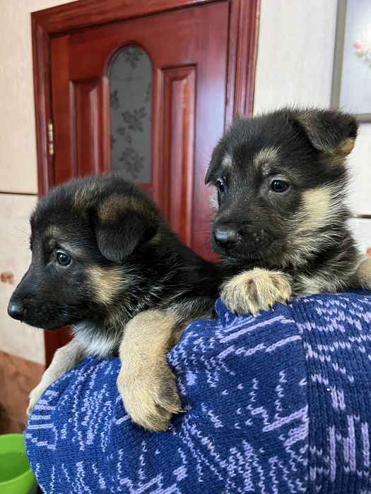 Цуценята Німецької вівчарки