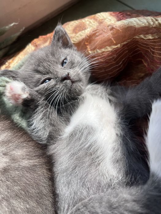 Кошенята в добрі руки!