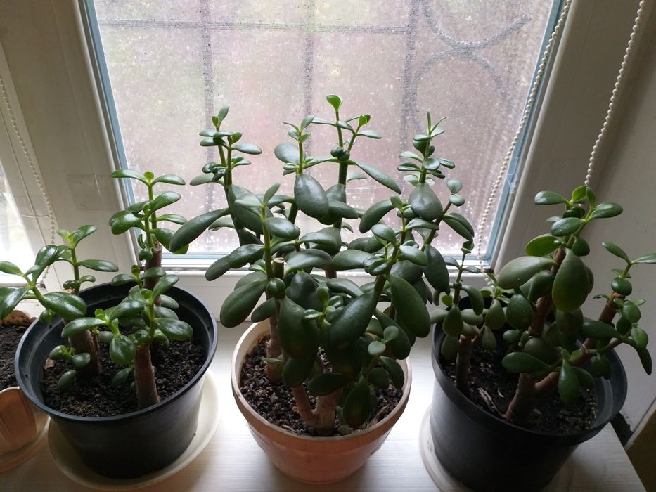 Денежное дерево. Толстянка. Крассула. Комнатные цветы.