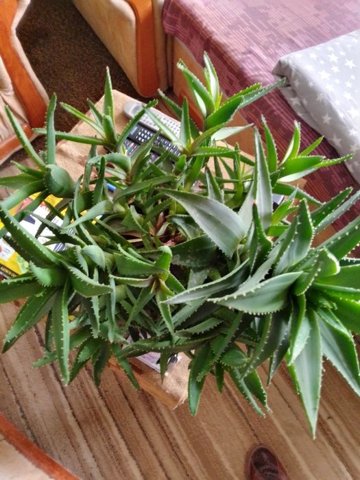 Aloes leczniczo-kosmetyczny.