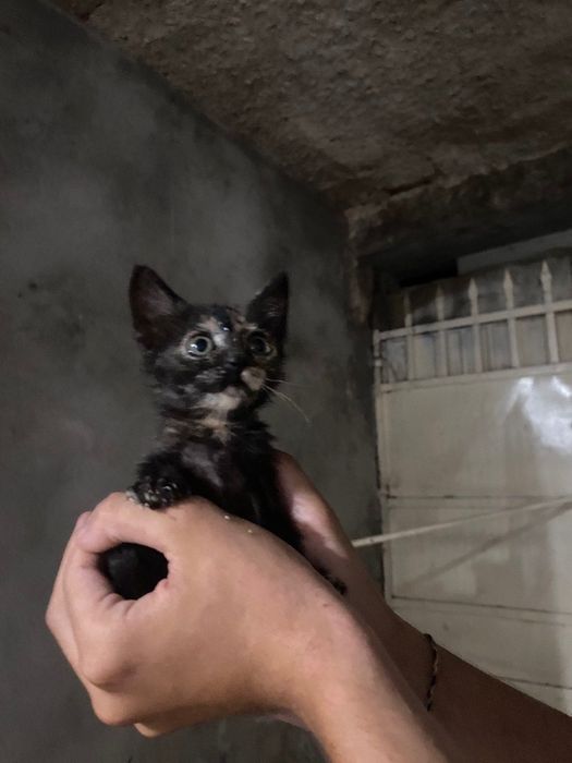 Gatos de 8 semanas