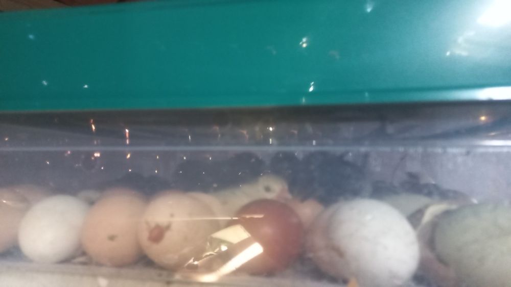 [NOVO] Chocadeira automática nova
