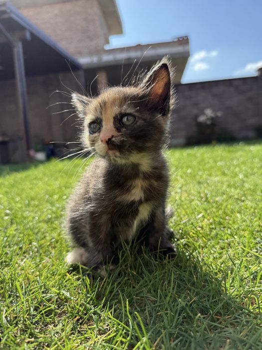Кошенята маленькі 1.5місяців