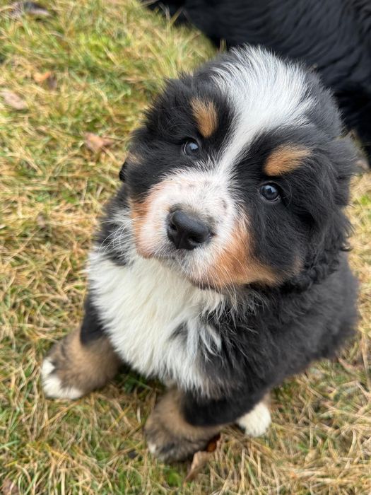 Berneński Pies Pasterski