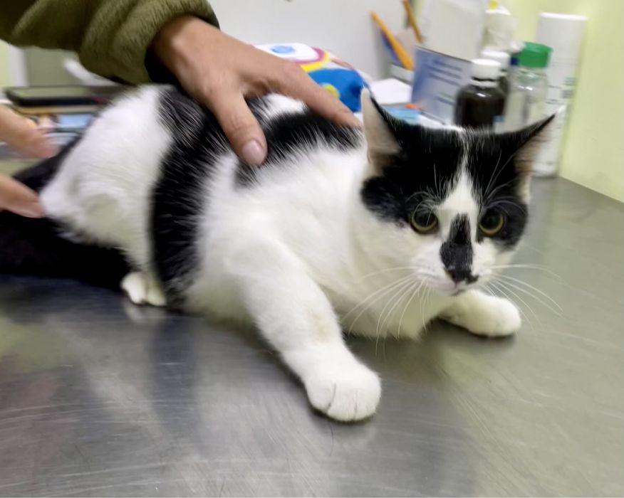 Кот котенок мальчик черный белый