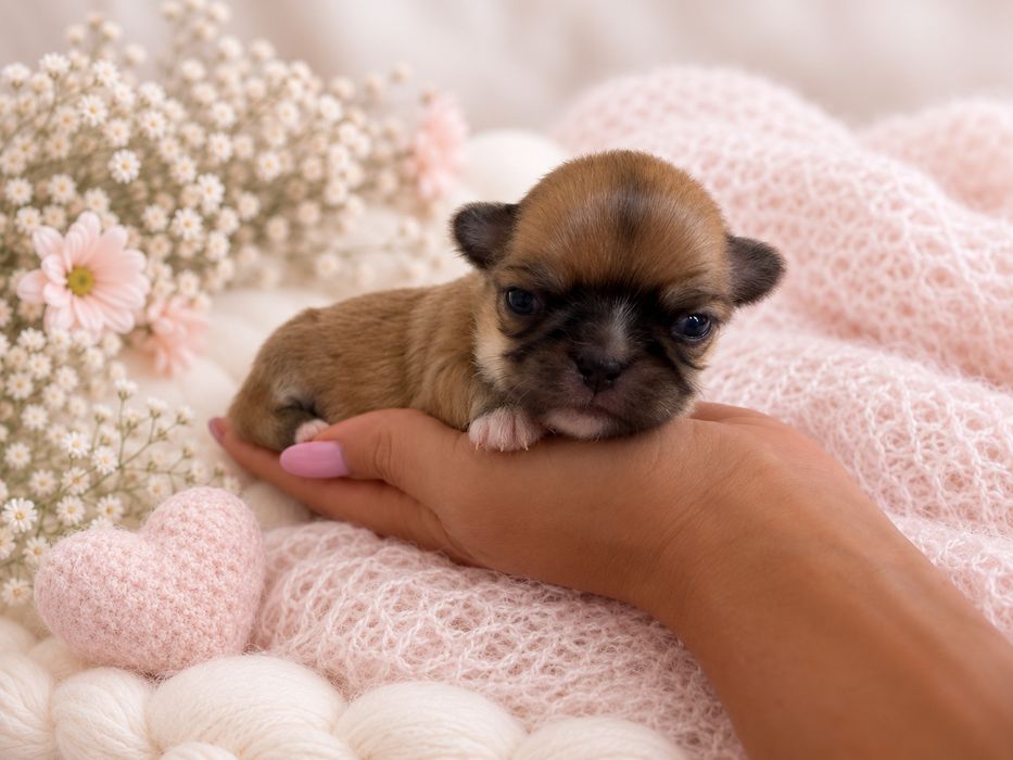 Maleńka (xs)  dziewczynka chihuahua FCI