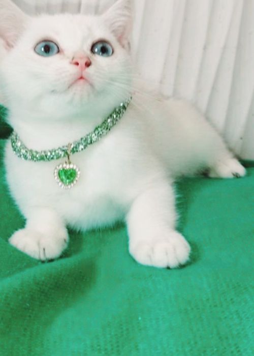 Котенок!Серебристая шиншила!