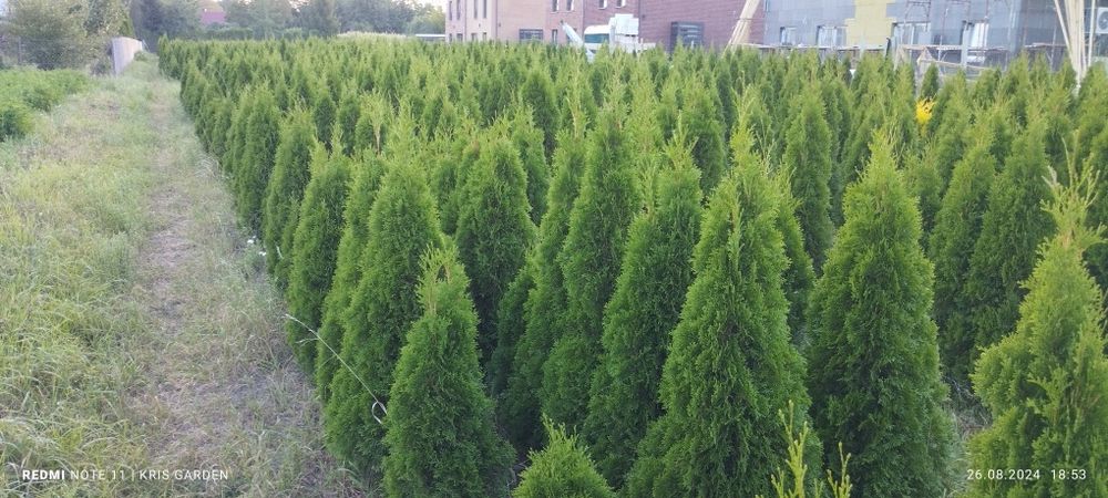 Tuja szmaragd  160-180 cm