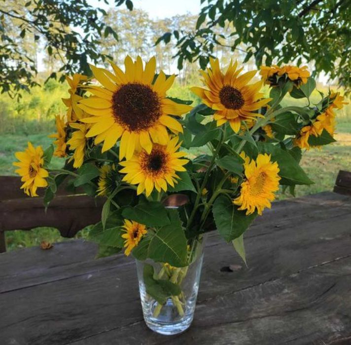 Sprzedam nasiona słonecznika ozdobnego na dopłaty