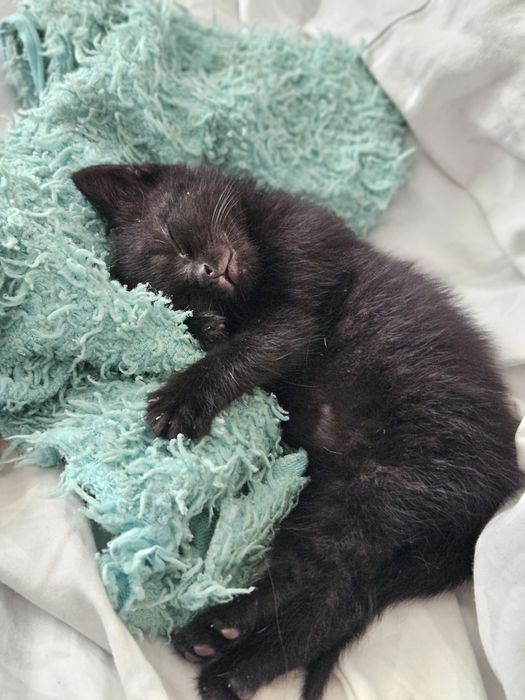 Кошеня шукає домівку