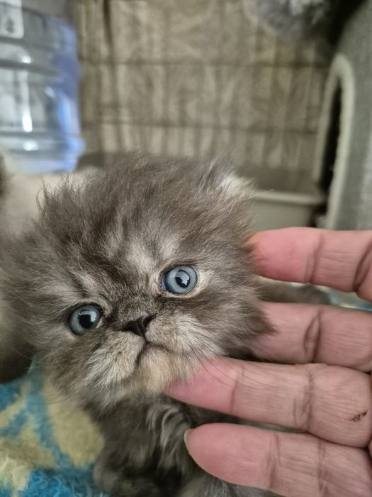 Menino smoke lindissimo