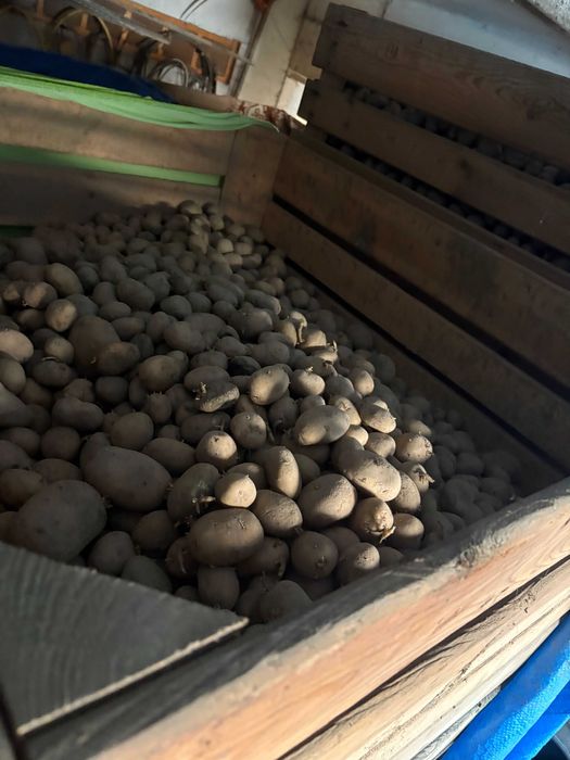 Ziemniaki paszowe, odpadowe, drobne, 8t